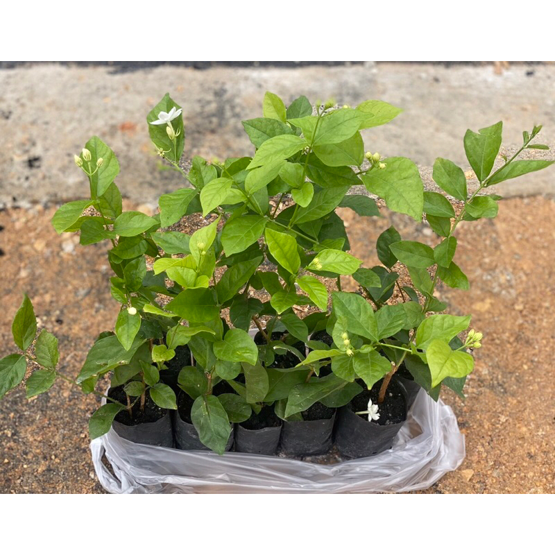ต้นมะลิ ชุดละ 10 ต้น= 100 บาท พร้อมส่ง💥 jasmine tree set 10