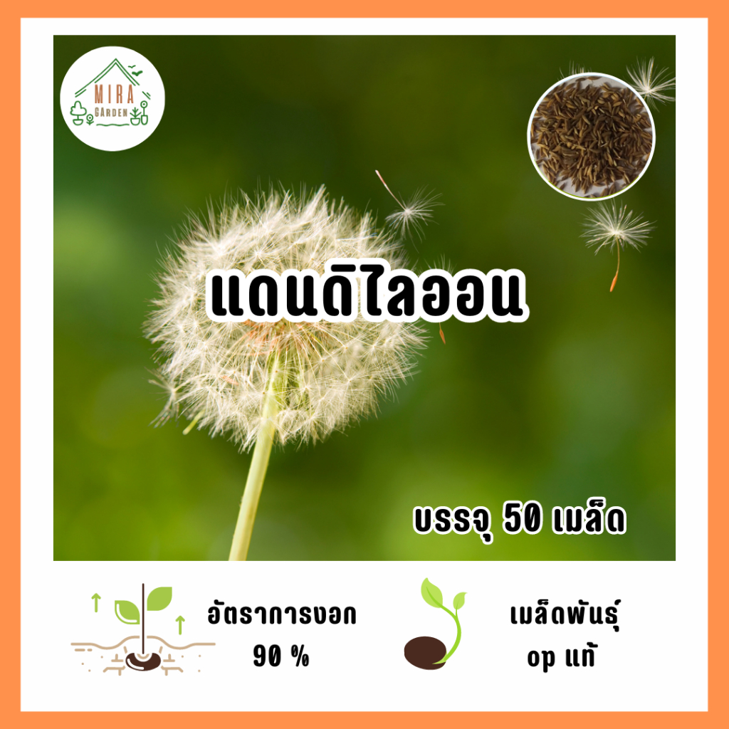 เมล็ดพันธุ์ ดอกแดนดิไลออน บรรจุ 50 เมล็ด