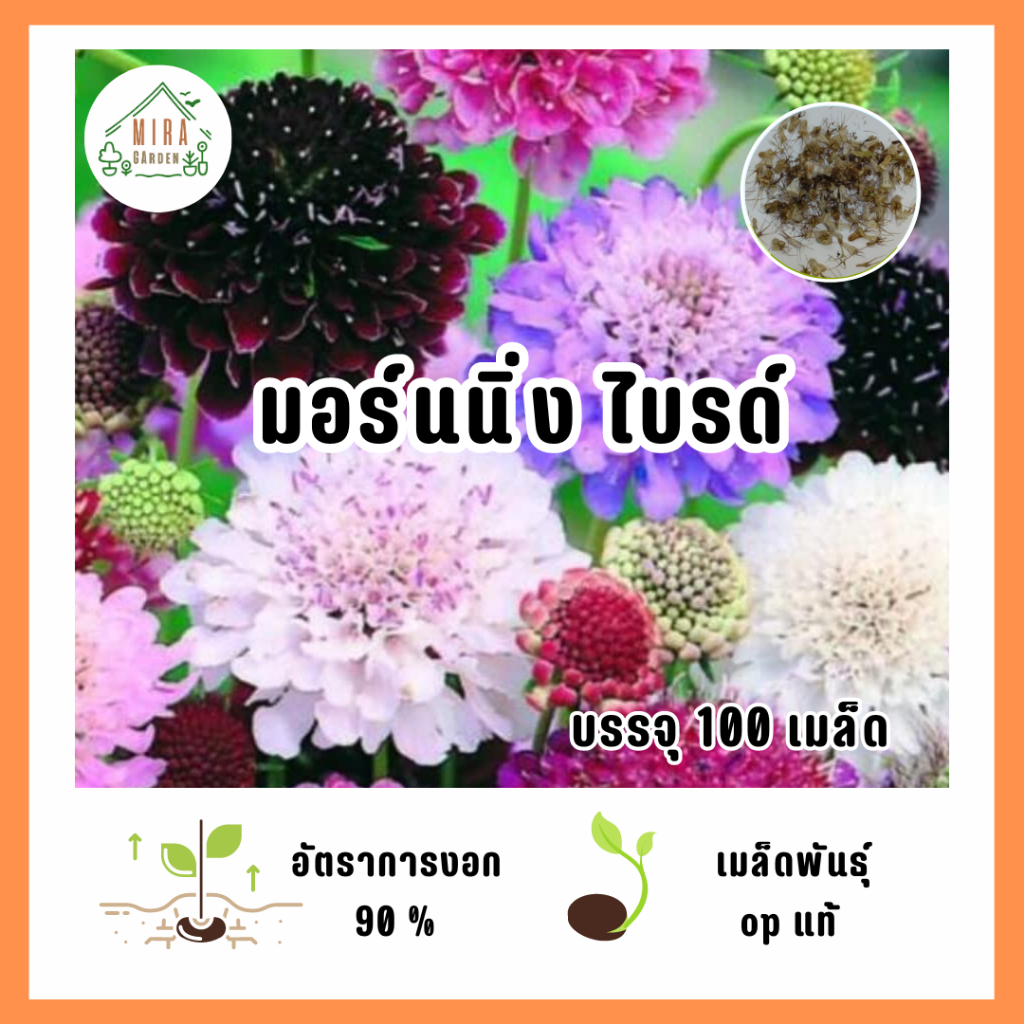 เมล็ดพันธุ์ ดอกมอร์นนิ่ง ไบรด์ บรรจุ 100 เมล็ด