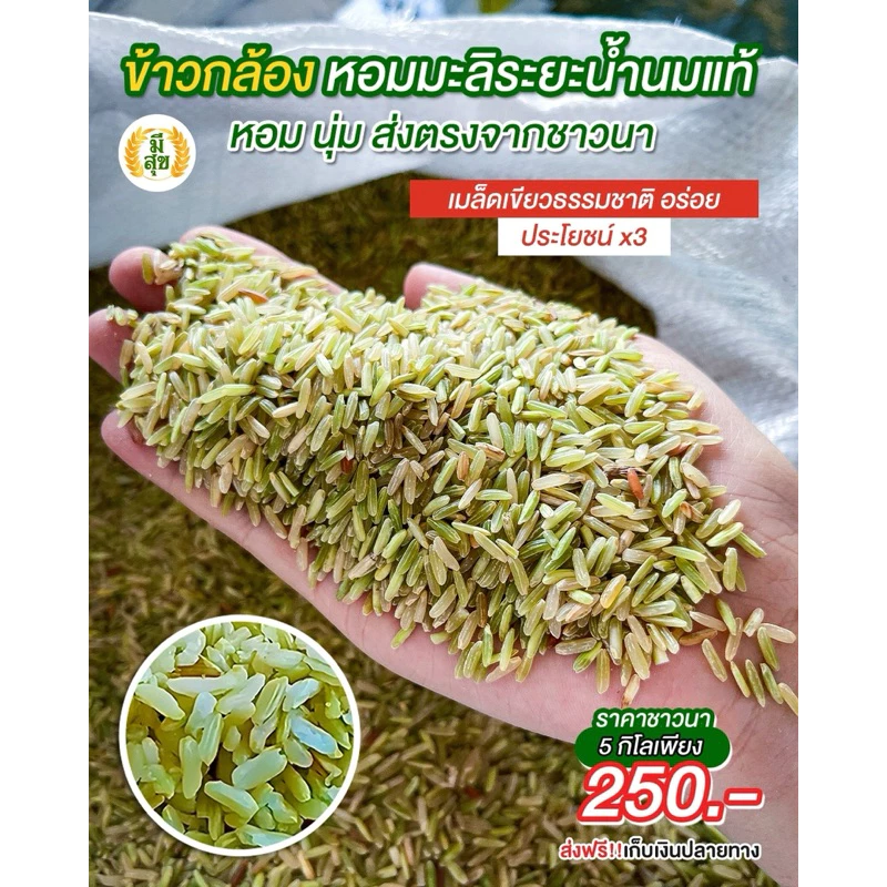 ข้าวกล้องหอมมะลิน้ำนม 5 กิโล ตรามีสุข (หอม อ่อนนุ่ม เป็นพิเศษ) ซีลสูญญากาศถุงละ 1 กิโล 5 ถุง thumbnail 3