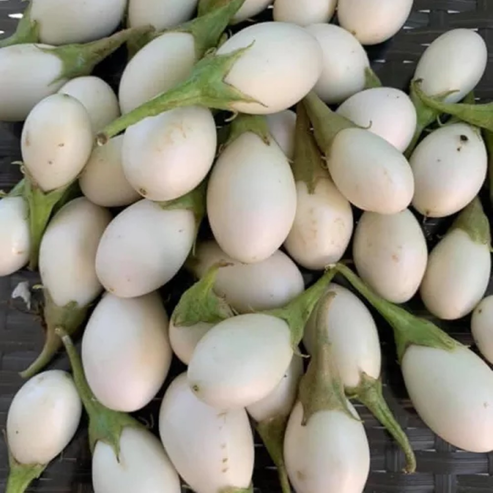 เมล็ดมะเขือไข่เต่าขาว White Eggplant เมล็ดพันธุ์ เมล็ดพันธุ์ผัก เมล็ดพันธุ์พืช ผักสวนครัว ตราภูเขาทอง - รูปที่ 2
