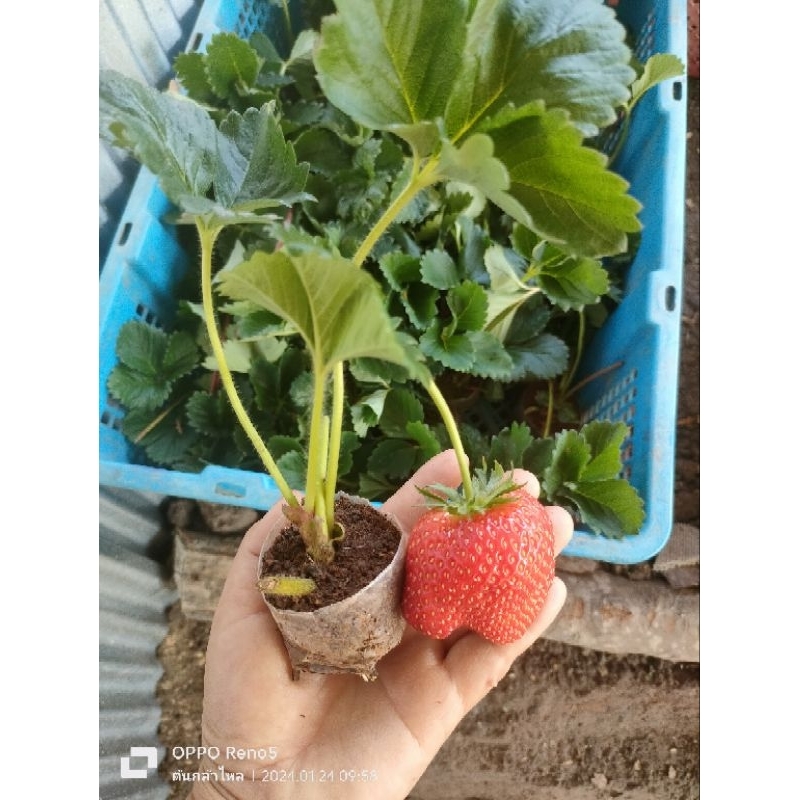 ต้นกล้าสตรอเบอร์รี่พันธุ์พระราชทาน80 ต้นละ 10 บาท /ขั้นต่ำ 2ต้น