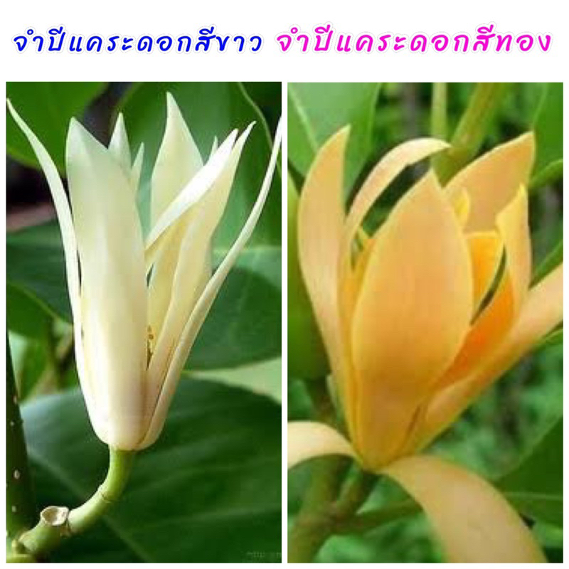 (4ต้น129บาท) ต้นจำปีแคระ ดอกสีขาวนวลและดอกสีเหลืองทอง ดอกมีกลิ่นหอม สามารถปลูกในกระถางได้ ต้นพันธุ์เพาะเมล็ด