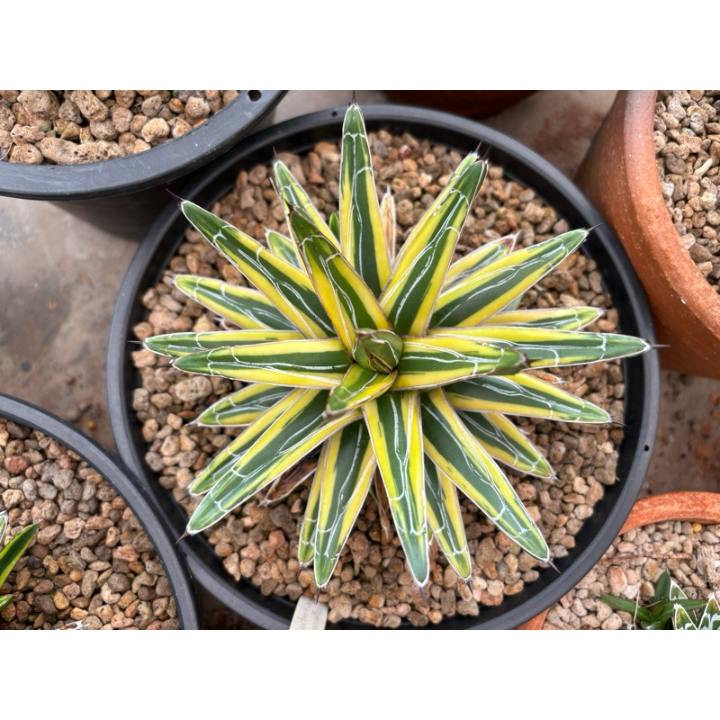 หน่ออากาเว่ Agave victoriae-reginae 'Kazo Bana' ด่างขอบเหลือง