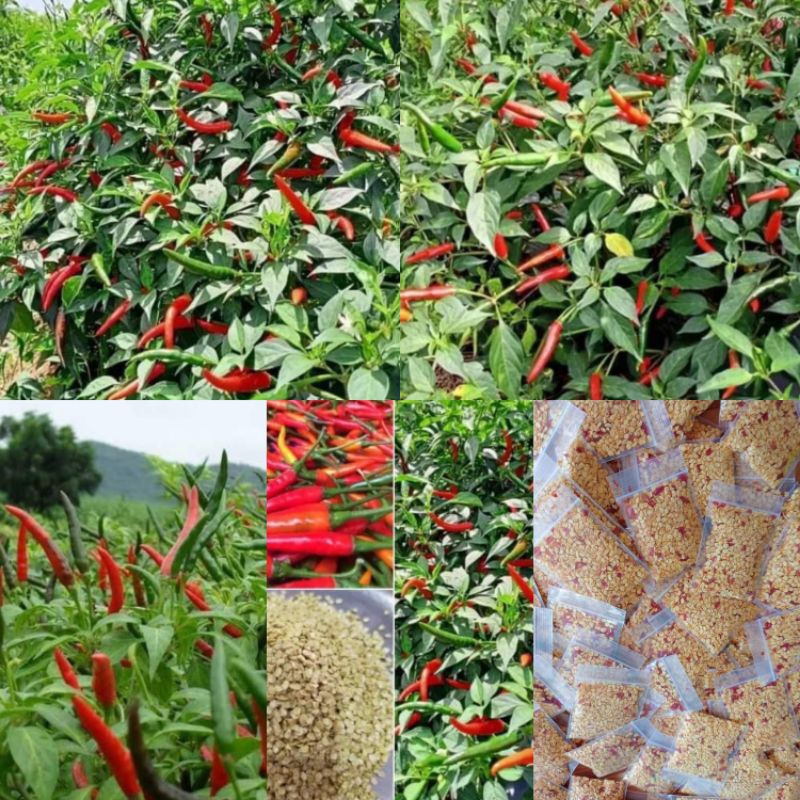 เมล็ดพันธุ์พริกจินดา500เมล็ด39บาทโปรซื้อ 2 แถม 1ซอง