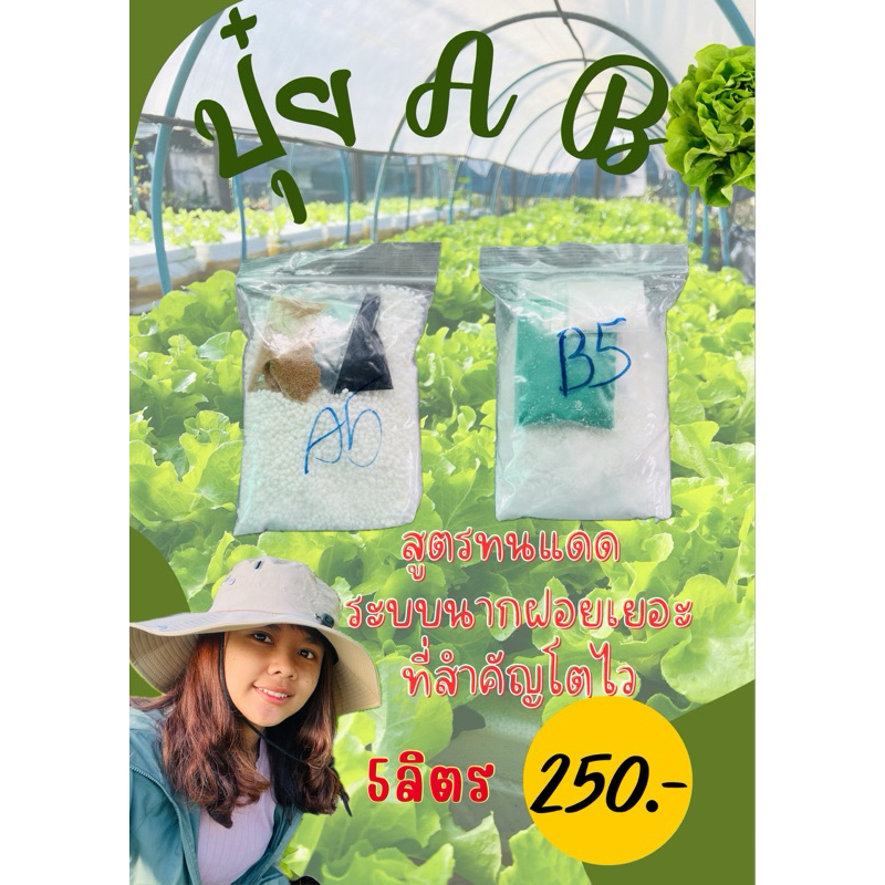 ปุ๋ย A B ผักไฮโดรโปนิกส์