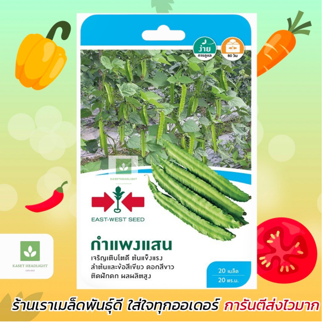 ถั่วพู กำแพงแสน 20เมล็ด ศรแดง เมล็ดพันธุ์ถั่วพู