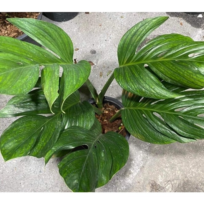 สยามมอนเตอร่า Siam Monstera ฟอร์มใหญ่ใบฉีกแล้ว