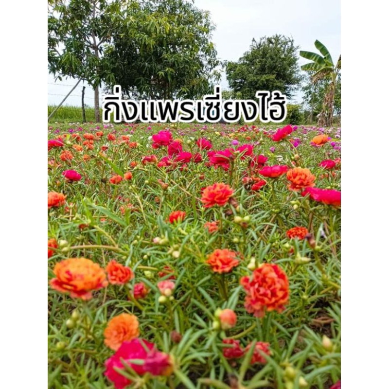 แพรเซี่ยงไฮ้ กิ่งแพรเซี่ยงไฮ้ 50 ก้าน กิ่งยาวๆอวบๆปลูกง่ายมีการรับประกัน
