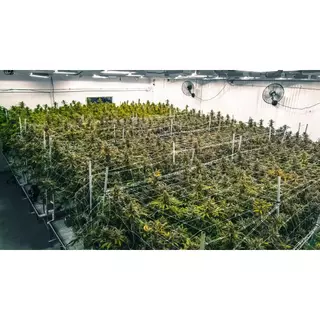 ตาข่าย Scrog Net มี11ไซส์ ราคาถูก ตาข่ายเทรนนิ่ง ปลูกต้นไม้ ตาข่ายปลูก 240x120 300x150 450x150 trellis netting