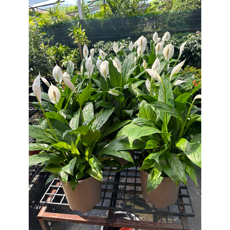 เดหลี (Peace Lily)ช่วยฟอกอากาศและลดการสะสมของเชื้อแบคทีเรียได้อีกด้วย ไม่ต้องซื้อสเปรย์หรือเครื่องฟอกอากาศเพิ่มบรรยากาศ