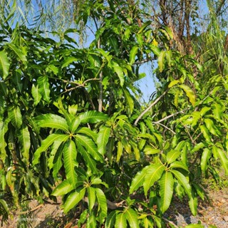 ใบมะม่วงอ่อน ยอดมะม่วง ส้า ส้าสูง ยอดม่วง ใส่ ข้าวแคบ ปลากระ…