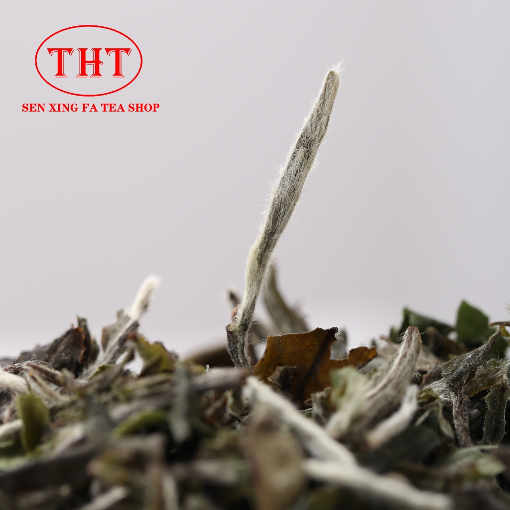 ชาขาวไป๋หมู่ตานปี2021B 福鼎白茶白牡丹2021B BaiMuDan White Peony white tea since 2021B