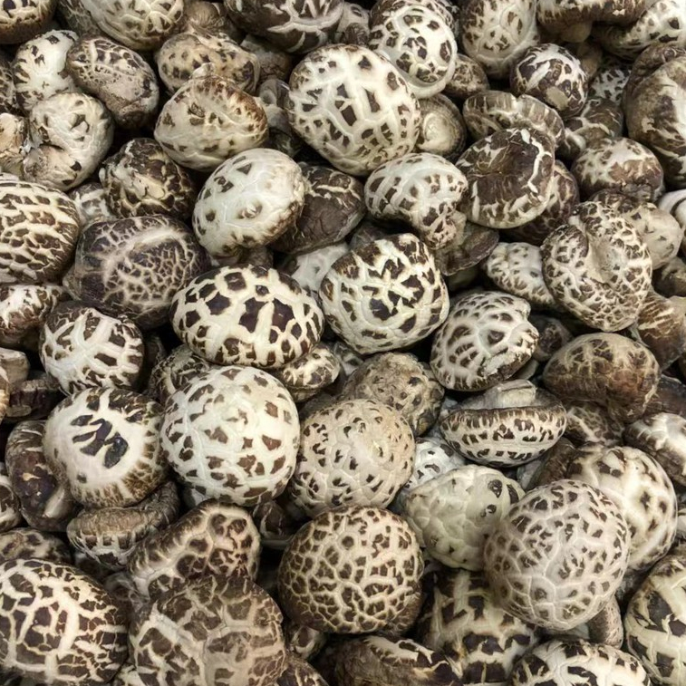 เห็ดหอมญี่ปุ่น หอมหนากรอบ ลายขาวเบอร์กลาง500กร้ม白花菇AAAAA4+