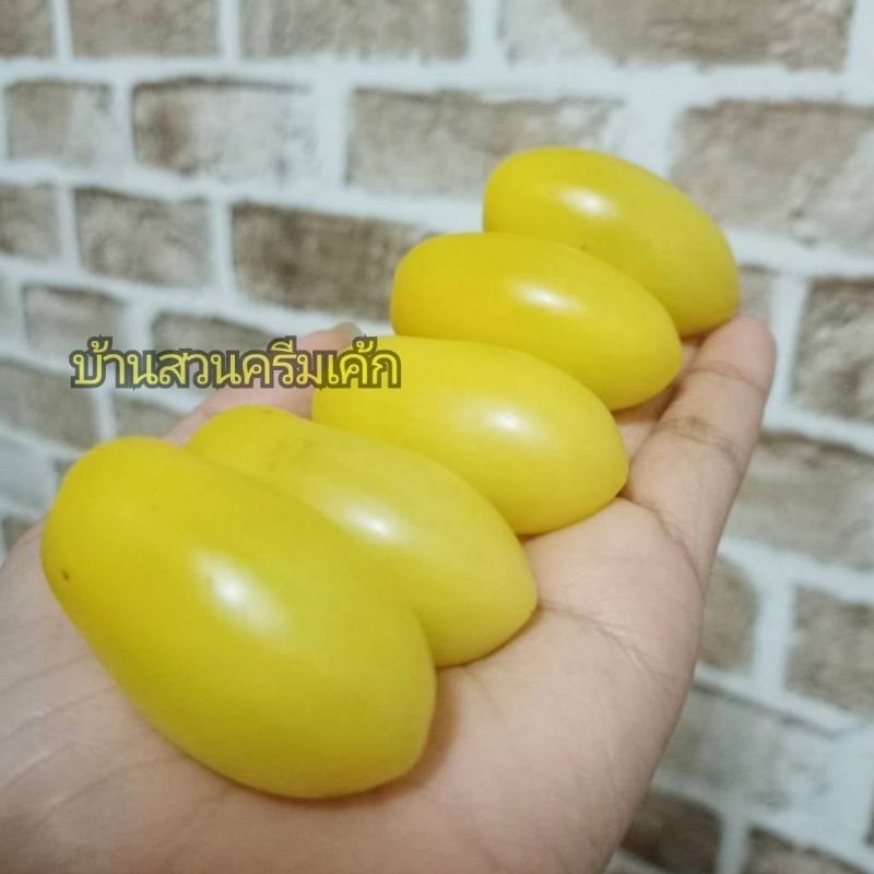 เมล็ดพันธุ์มะเขือเทศสวีทชูก้าครีมนอกบรรจุ50เมล็ดมะเขือเทศหวานกินสดอร่อยมากชื่อเขาก็บ่งบอกสายพันธุ์เปรี้ยวนิดๆอมหวานหอม