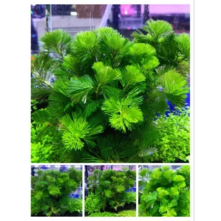 สาหร่ายหางกระรอก 2 แถม 1 พร้อมส่งราคาถูก