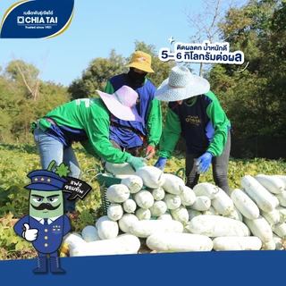 แฟงจอมทัพ 50กรัม เมล็ดพันธุ์ เจียไต๋ Wax Gourd แฟงแก่ เมล็ดพันธุ์แฟง