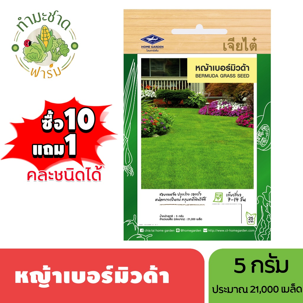 เจียไต๋ (ซื้อ10แถม1) หญ้าเมอบิวด้า ขนาด5กรัม ประมาณ2,100เมล็ด Bermuda Grass หญ้าแพรก เมล็ดพันธุ์พืช เมล็ดผัก ปลูกผักสวน