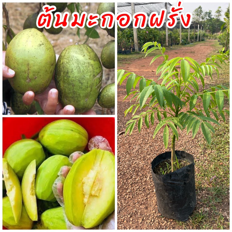 ต้นมะกอกฝรั่งพันธุ์เตี้ย สามารถปลูกลงกระถางได้ ติดลูกทั้งปี นิยมกินเนื้อสดๆรสชาติเปรี้ยวอมหวาน มีกลิ่นหอมเฉพาะตัว