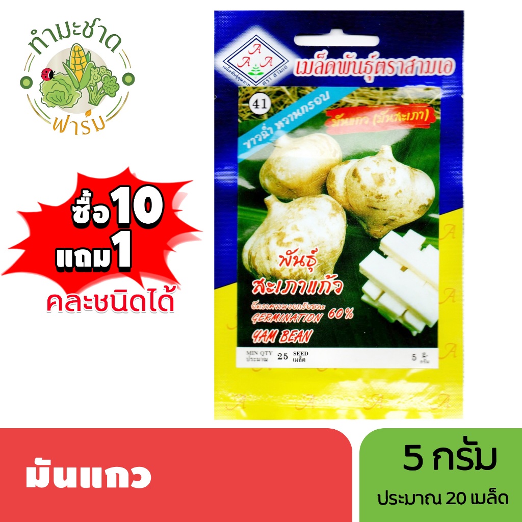 3A (ซื้อ10แถม1) เมล็ดพันธุ์ มันแกว ขนาด5กรัม ประมาณ25เมล็ด YAM BEAN มันละแวก มันลาว มันสะเภา เมล็ดพั