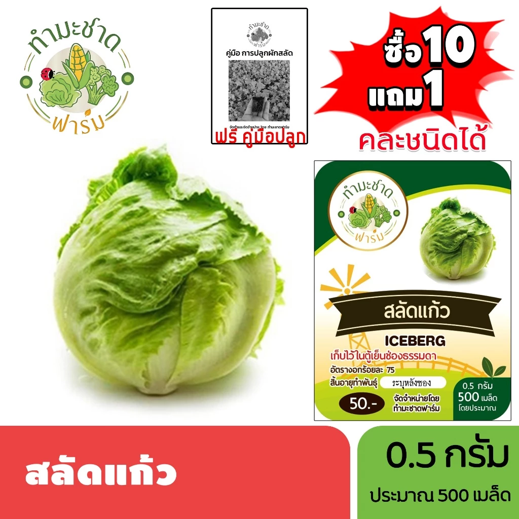 ทำมะชาดฟาร์ม (ซื้อ10แถม1) เมล็ดพันธุ์ สลัดแก้ว ขนาด0.5กรัม ประมาณ500เมล็ด ICEBERG ผักกาดแก้ว ผักสลัด เมล็ดพันธุ์พืช