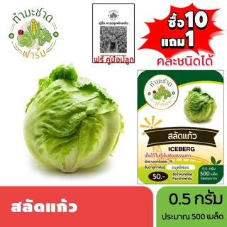 ทำมะชาดฟาร์ม (ซื้อ10แถม1) เมล็ดพันธุ์ สลัดแก้ว ขนาด0.5กรัม ประมาณ500เมล็ด ICEBERG ผักกาดแก้ว ผักสลัด เมล็ดพันธุ์พืช