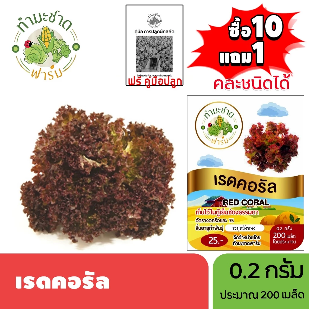 ทำมะชาดฟาร์ม (ซื้อ10แถม1) เมล็ดพันธุ์ เรดคอรัล ขนาด0.2กรัม ประมาณ200เมล็ด RED CORAL เรดโครอล ผักสลัด เมล็ดพันธุ์พืช