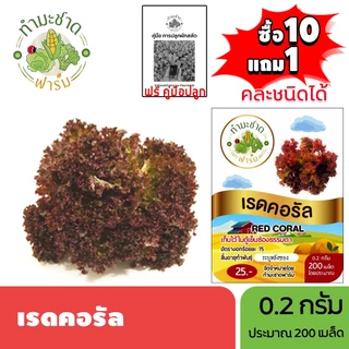 ทำมะชาดฟาร์ม (ซื้อ10แถม1) เมล็ดพันธุ์ เรดคอรัล ขนาด0.2กรัม ประมาณ200เมล็ด RED CORAL เรดโครอล ผักสลัด เมล็ดพันธุ์พืช