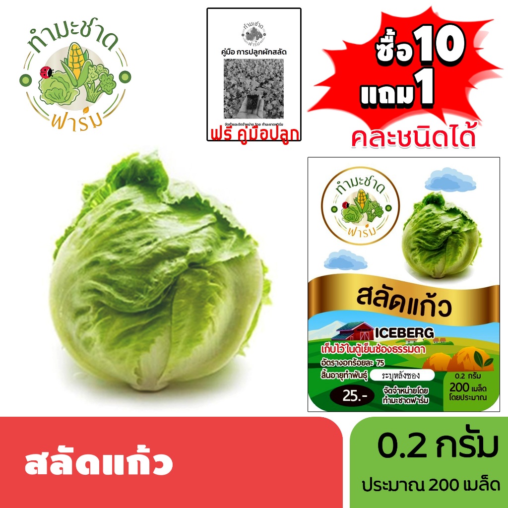 ทำมะชาดฟาร์ม (ซื้อ10แถม1) เมล็ดพันธุ์ สลัดแก้ว ขนาด0.2กรัม ประมาณ200เมล็ด ICEBERG ผักกาดแก้ว ผักสลัด เมล็ดพันธุ์พืช