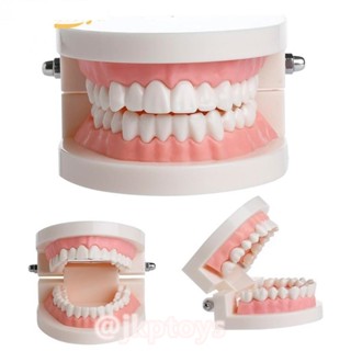 Todds & Kids Toys โมเดลฟัน เหมือนจริง สำหรับสอนเด็กๆ เรียนรู…