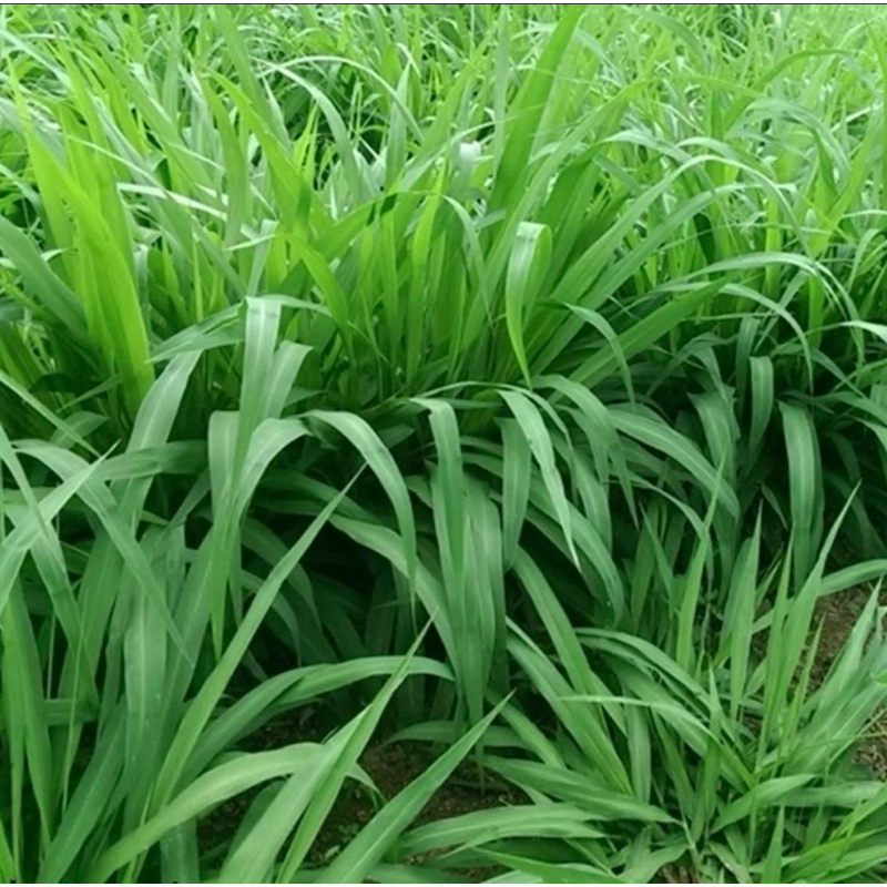 ✅ กัมบ้า เมล็ดหญ้ากัมบ้า 10 กก.💯พร้อมปลูก - รูปที่ 4