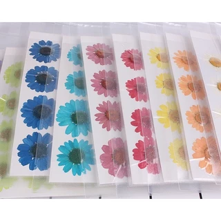 ดอกไม้จริงทับแห้ง ดอกเดซี่ Daisy แต่งเคสโทรศัพท์เรซิ่น เครื่องประดับต่างๆ diy ขนาด 2.5-3 cm
