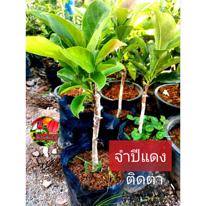 ต้นจำปีแดง ดอกใหญ ขนาดต้น 50-70ซม. ติดตา