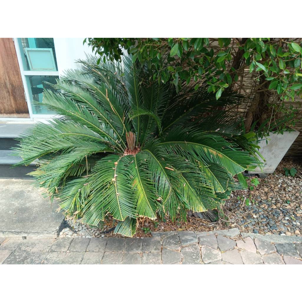 ต้น ปรงญี่ปุ่น Sago palm พร้อมปลูกในถุงดำ 59 บาท  ปรง Cycad