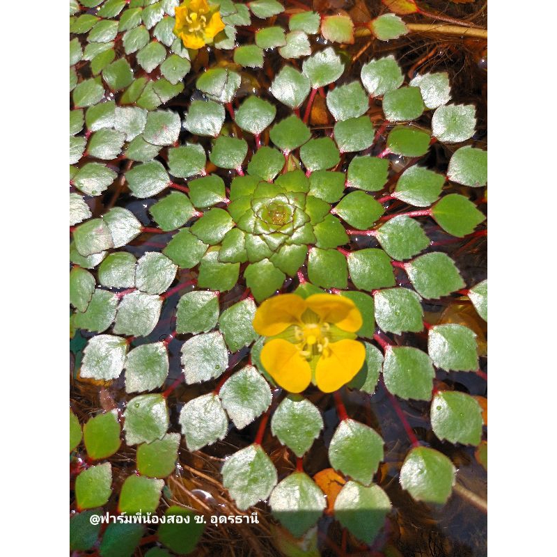 กระจับแก้ว หรือ กระจับญี่ปุ่น พืชน้ำหายาก พืชน้ำประดับอ่างปลา - รูปที่ 3