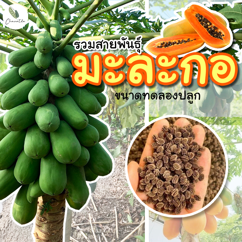 รวมสายพันธุ์มะละกอ ขนาดทดลองปลูก | แขกนวล | แขกดำ | ฮอลแลนด์ | ฮาวาย | ครั่ง | เรดเลดี้ | เตี้ยชุมแพ | แก้วกลางดง
