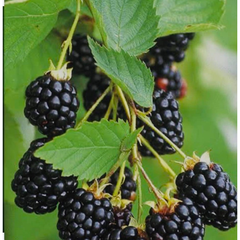 ต้นพันธุ์ แบล็คเบอร์รี่ สายพันธุ์แบล็คแจม Blackberry Black Gem / Prime Ark 45 ลูกใหญ่ ผลดก รสหวานอมเปรี้ยว ส่งทั้งกระถาง
