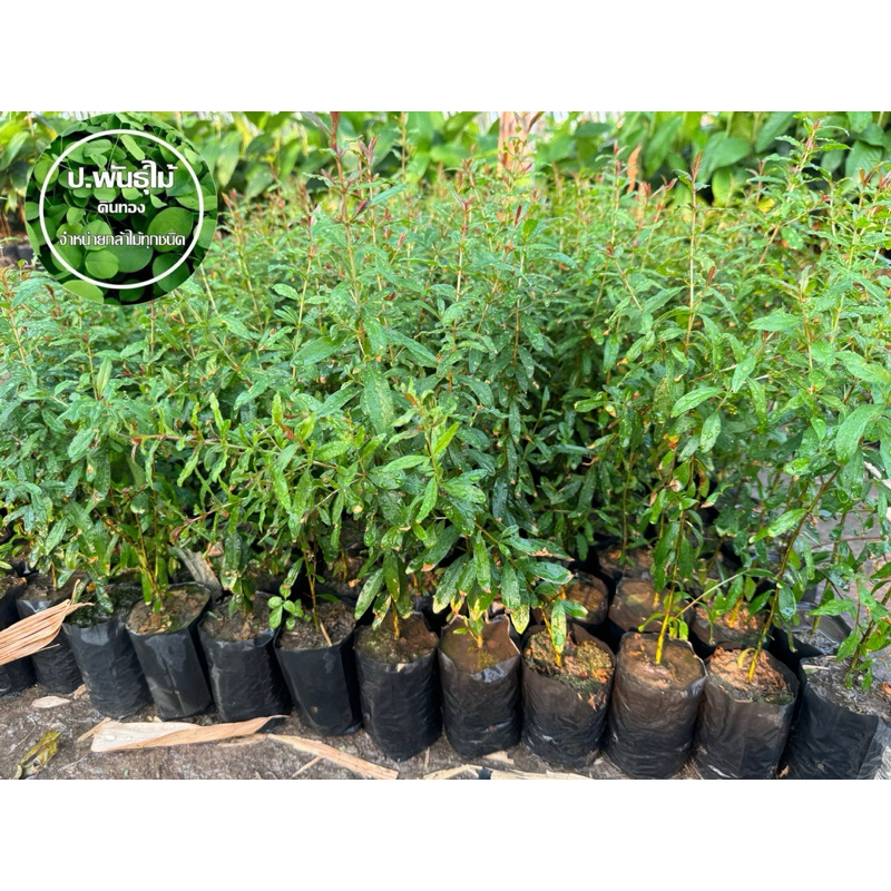 ต้นทับทิมแดงมารวย เพาะเมล็ด ขนาด 20 เซน เสียหายเคลมฟรี