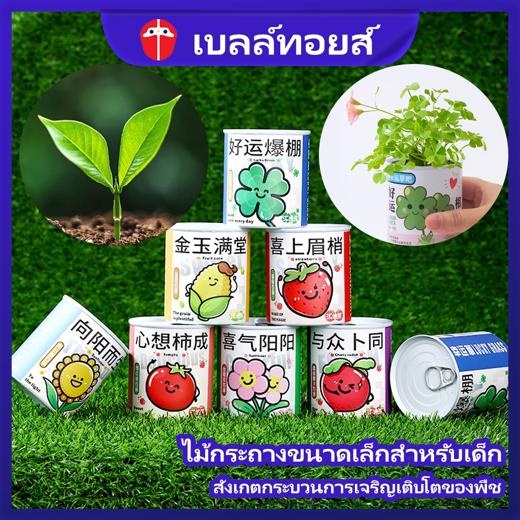 Bell toys ชุดปลูกดอกไม้ ชุดปลูกผัก ชุดพร้อมปลูก ทานตะวัน สตรอว์เบอร์รี่ หญ้านำโชค ...