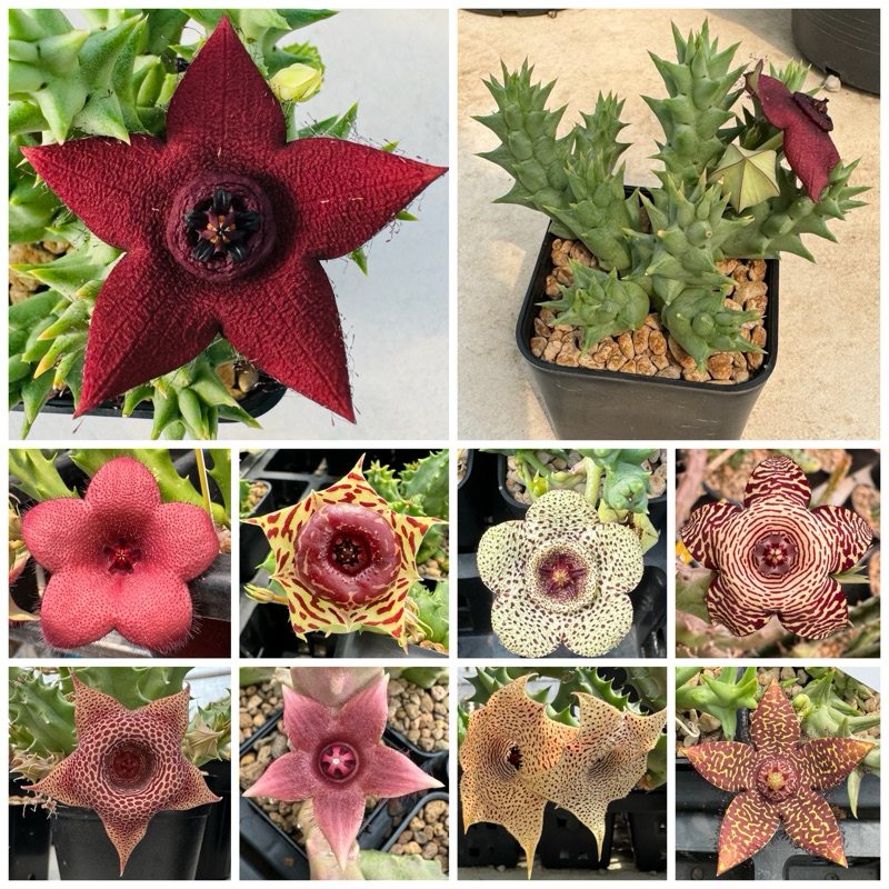 เก๋งจีน Huernia หลากหลายชนิดฟอร์มกอ กระถาง2นิ้วจัดส่งทั้งกระถาง