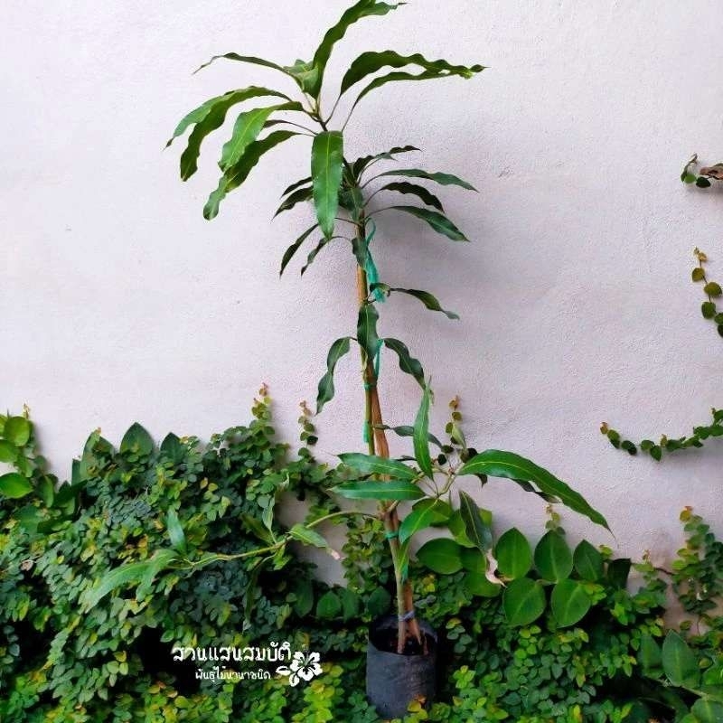 ต้นมะม่วงน้ำดอกไม้มัน ขนาดต้นสูง 80-150 เซนติเมตร รูปที่ 2