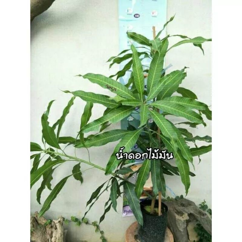 ต้นมะม่วงน้ำดอกไม้มัน ขนาดต้นสูง 80-150 เซนติเมตร รูปที่ 4