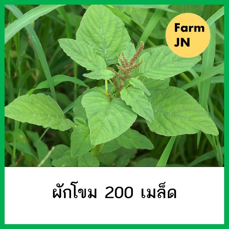 เมล็ดผักโขม เมล็ดผัก ผักโขม เมล็ดผัก5บาท