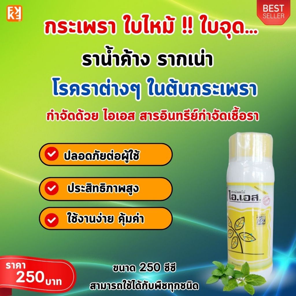 กระเพรา ใบไหม้ ใบจุด ราน้ำค้าง รากเน่า โรคราต่างๆ ในต้นกระเพรา ป้องกันกำจัดด้วย ไอเอส และเร่งฟื้นฟู ด้วย FK-T