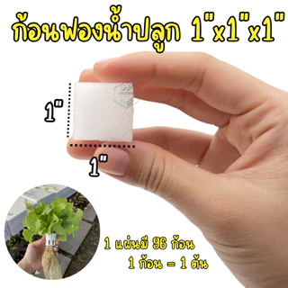 ฟองน้ำปลูกผักไฮโดรโปนิกส์ ฟองน้ำเพาะต้นกล้า ฟองน้ำแบบละเอียด มีขอบ