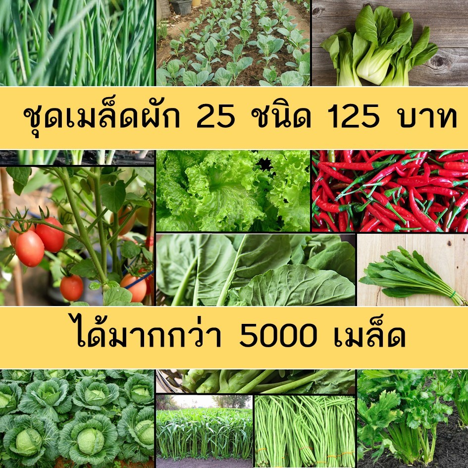 ชุดใหญ่ เมล็ดผัก 25 ชนิด เมล็ดผักสวนครัว
