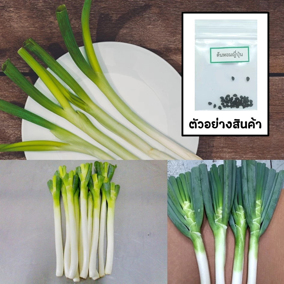 เมล็ดต้นหอมญี่ปุ่น 30 เมล็ด 🌱 ซื้อ 10 แถม 2 คละได้ 💥 เลือกของแถมได้ คิดถึงเมล็ดผัก คิดถึง skinsun