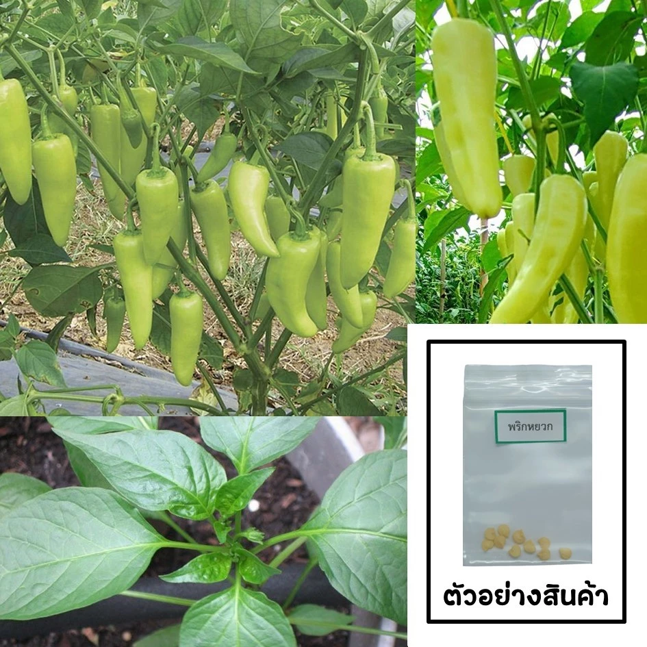 เมล็ดพริกหยวก 10 เมล็ด 🌱 ซื้อ 10 แถม 2 คละได้ 💥 เลือกของแถมได้ คิดถึงเมล็ดผัก คิดถึง skinsun