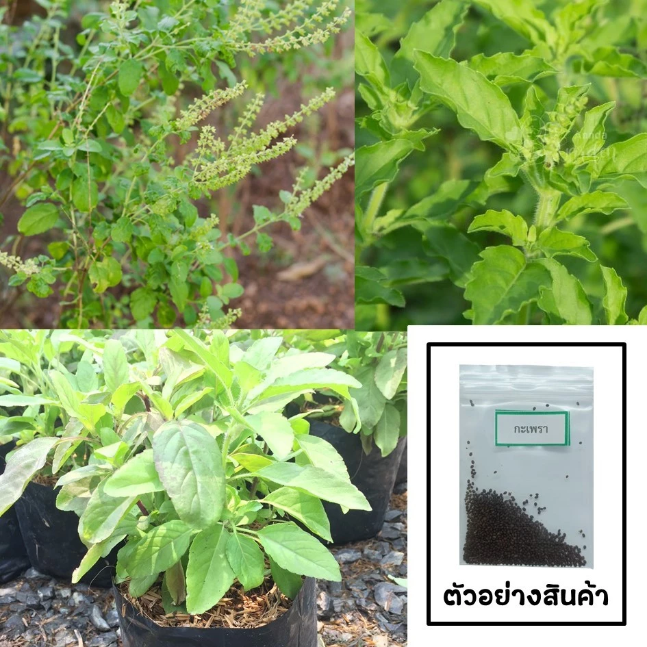 🌱เมล็ดกะเพรา 500 เมล็ด 🌱 ซื้อ 10 แถม 2 คละได้ 💥 เลือกของแถมได้ คิดถึงเมล็ดผัก คิดถึง skinsun