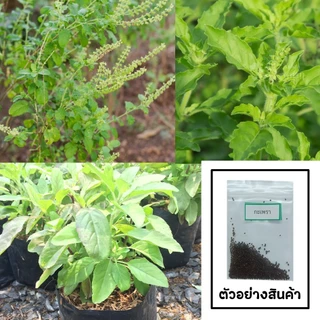 🌱เมล็ดกะเพรา 500 เมล็ด 🌱 ซื้อ 10 แถม 2 คละได้ 💥 เลือกของแถมได้ คิดถึงเมล็ดผัก คิดถึง skinsun